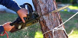 Reliable Auburn, IN Tree Care  Solutions